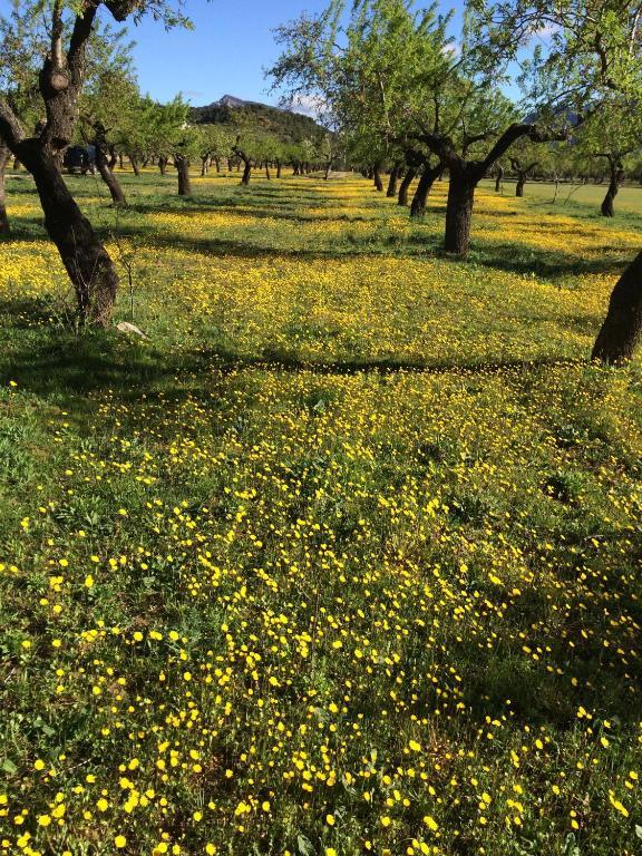 Penzion Alen D'Aragon Santa Eulalia de Gállego Exteriér fotografie